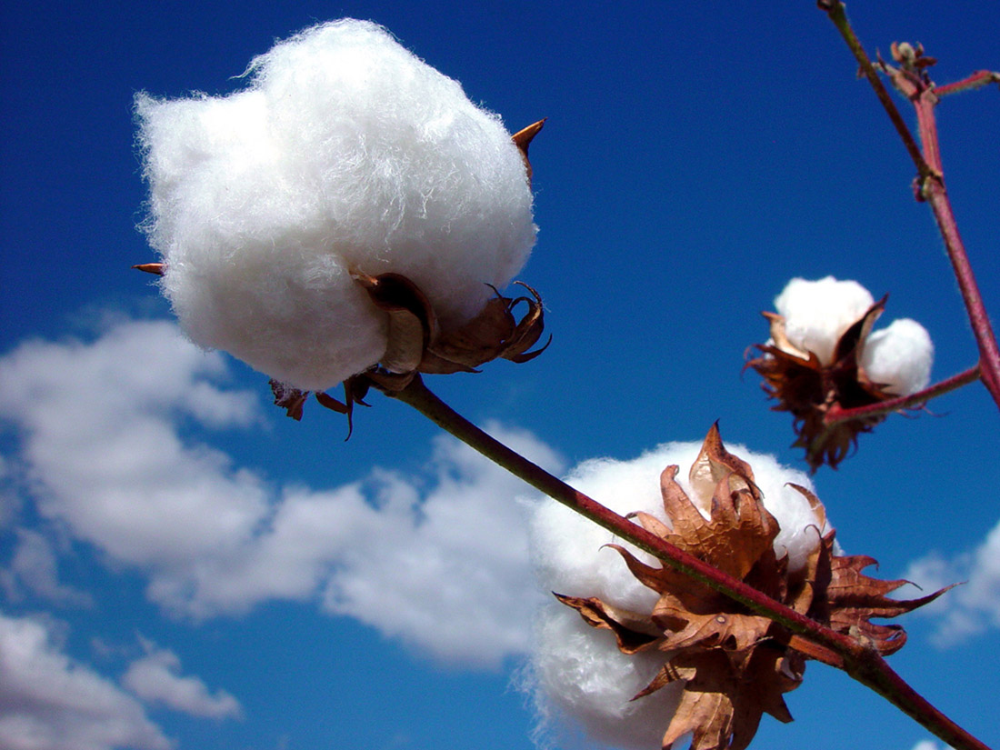 Advanced nonwoven technologies can compensate for the higher price and variability of cotton fiber.