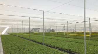 Woven nets provide protection for blueberry crops