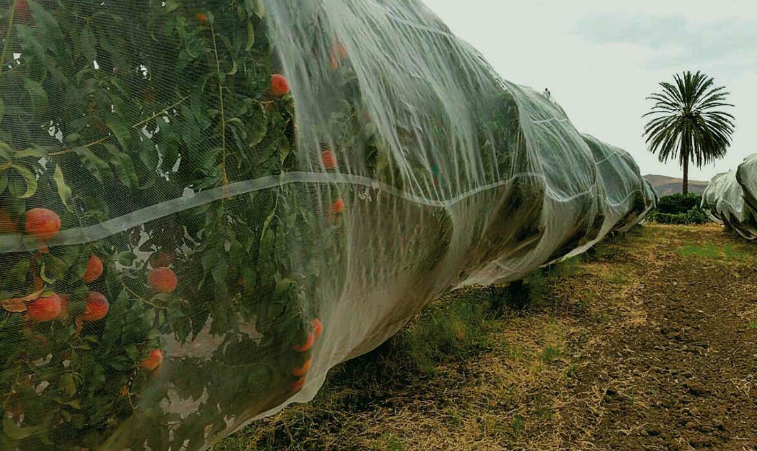Protective nets for citrus fruits.
