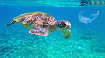 Smaller plastic particles look like food to many small creatures including turtles and fish; this is how plastic gets into the food chain. Photo courtesy of iStockphoto/Slavadubrovin